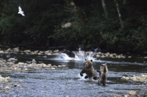 grizzly moeder doet voor hoe je zalm vangt | Great Bear Lodge Canada